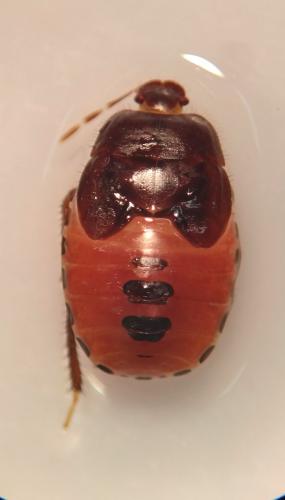 Réf. 241 232 : Cydnus aterrimus